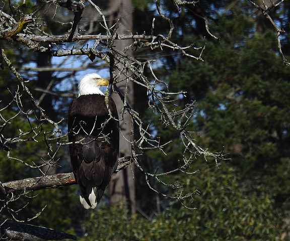 An adult Bald Eagle in a tree next to the studio.